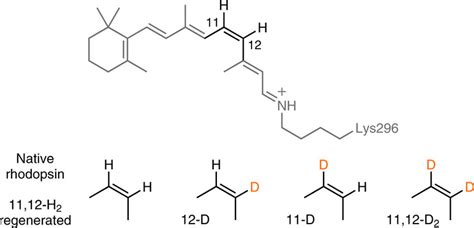 Native and isotopically labelled 11-cis retinal protonated Schiff base... | Download Scientific ...