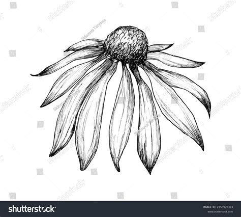 Echinacea Vector Drawing Isolated Flower Leaves Stock Vector (Royalty ...