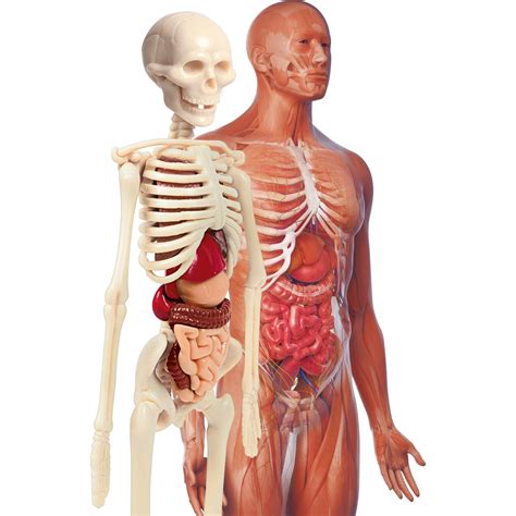 İlk Keşiflerim - İnsan Anatomisi Fiyatı - Taksit Seçenekleri