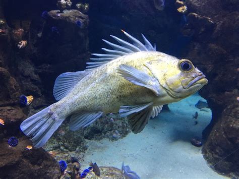 Quillback Rockfish | TAXONOMY Kingdom: Animalia Phylum: Chor… | Flickr