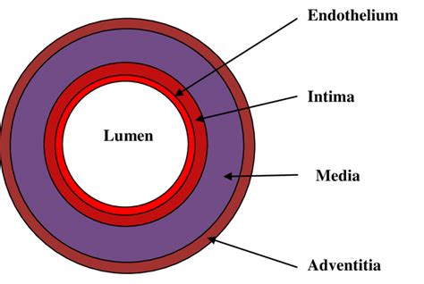 Arteries Diagram Labeled Simple | Images and Photos finder