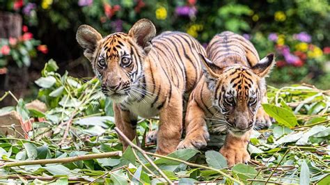 Live: Take a closer look at adorable South China tiger cubs - CGTN