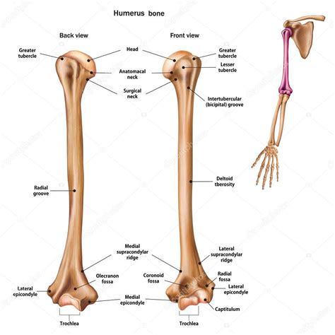 Structure of the humerus bone with the name and description of a ...