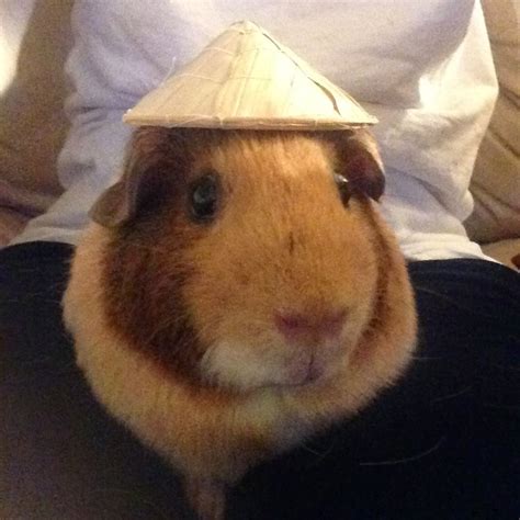 Cavy Savvy: A Guinea Pig Blog: Guinea Pigs in Hats