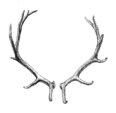 Reindeer Antler Horn Clip art - transparent png download - 1654*1613 - Free Transparent Deer png ...