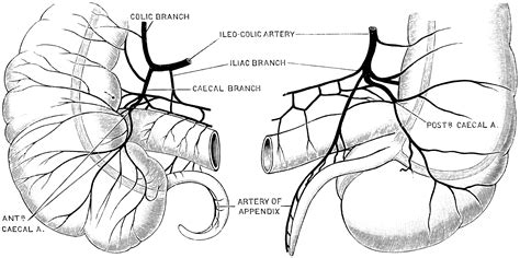 Blood Supply of Caecum and Appendix | ClipArt ETC