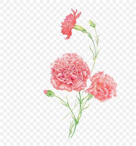 Carnation Clip Art Women Flower Image, PNG, 658x883px, Carnation, Artificial Flower, Clip Art ...