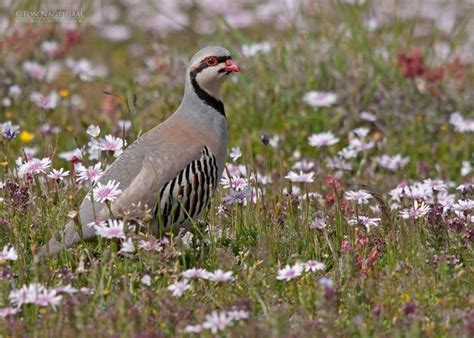 Upland Game Bird - Chukar | Bird hunting, Game birds, Deer hunting tips