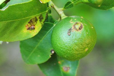 Citrus Canker Control: Tips On Treating Citrus Canker Disease