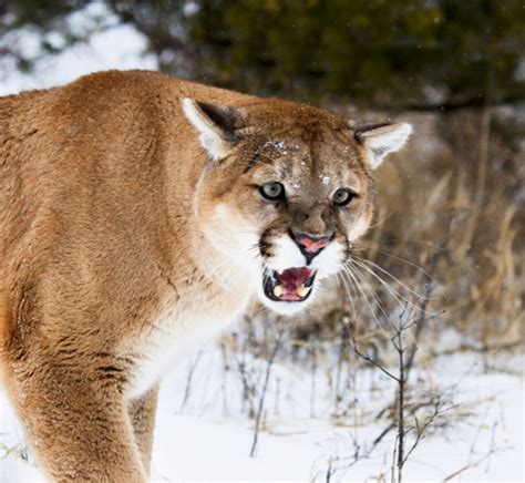 Mountain Lion | Montana FWP