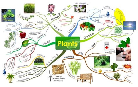 Plants mind map – Artofit