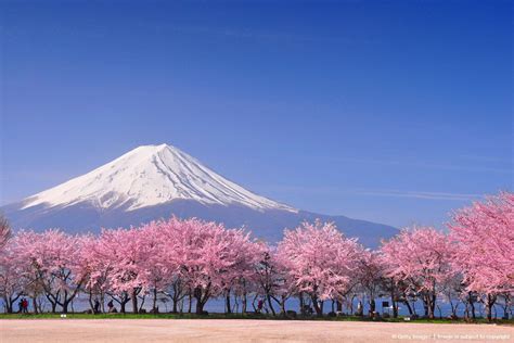 Fuji and Sakura trees at Kawaguchiko. | Cherry blossom japan, Mount fuji, Japan