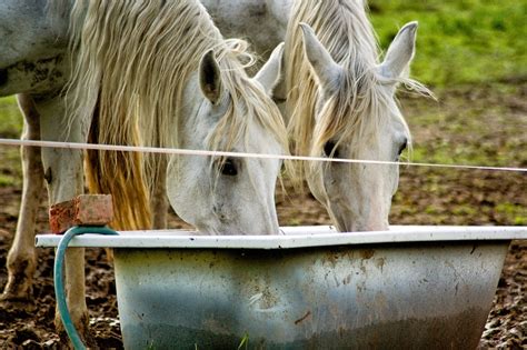 water drinking horse - Springhill Equine Veterinary Clinic