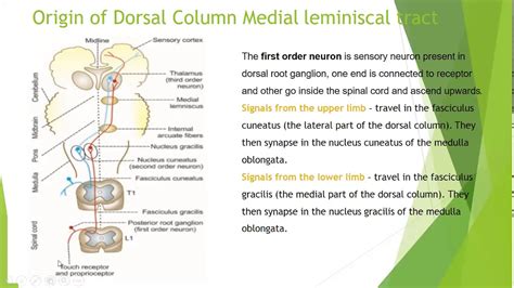 Dorsal column medial leminiscal Pathway - YouTube