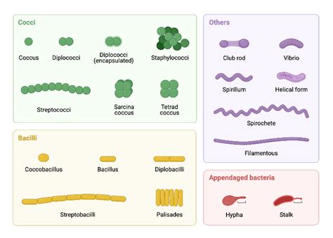 Bacterial Morphology Diagram | BioRender Science Templates