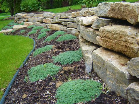 Limestone retaining wall with steps and creeping thyme., Design and Creation by Frank Spiker and ...