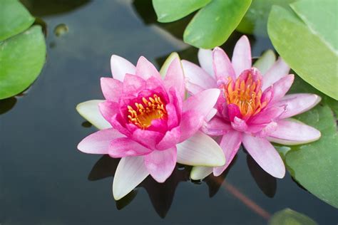 Lotus Plant Information: Tips On Growing Lotus Plants