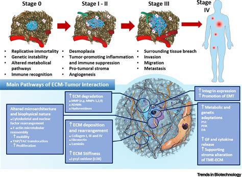 Decellularized Extracellular Matrix for Bioengineering Physiomimetic 3D in Vitro Tumor Models ...