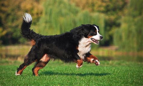 Bernese Mountain Dog Breed: Characteristics, Care & Photos | BeChewy