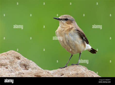 Vrouwtje Tapuit; Female Northern Wheatear Stock Photo - Alamy