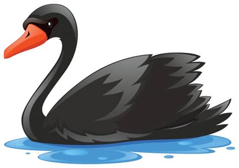 Black Swan Illustrations, Royalty-Free Vector Graphics & Clip Art - iStock