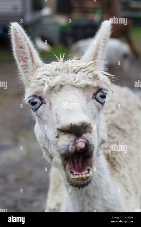 Close up of a white alpaca with blue eyes making a funny face Stock ...