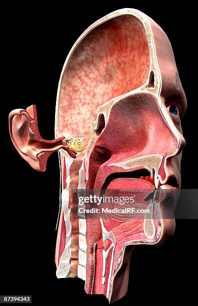 Ear Canal Anatomy Photos and Premium High Res Pictures - Getty Images