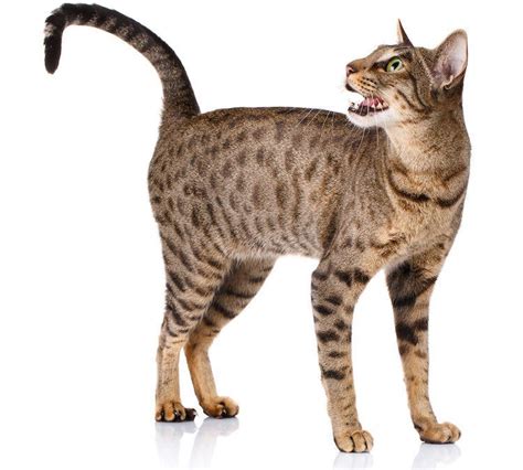 5 Things to Know About Ocicats - Petful