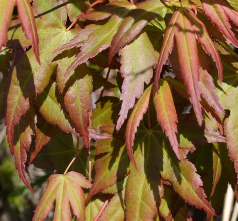 Acer palmatum 'Osakazuki' | Shade plants, Garden design, Bright green