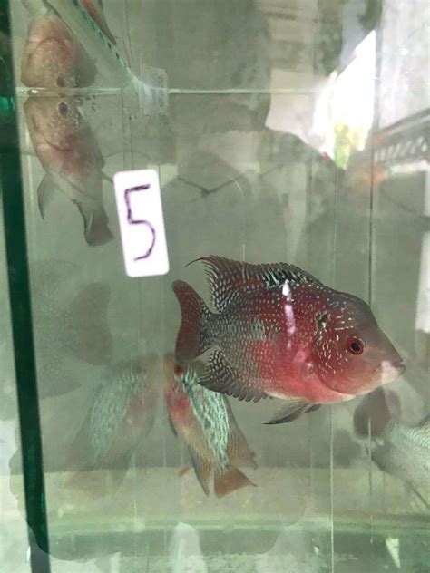 Ikan Louhan Super Red Dragon - 51+ Koleksi Gambar