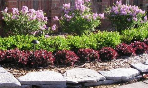 Image result for low growing shrubs for front of house | Front yard ...