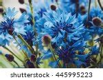 Blue Cornflower Free Stock Photo - Public Domain Pictures
