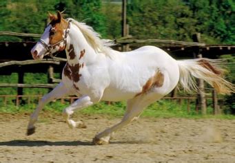 Tobiano Horse And Its Characteristics And Traits - Animals Log