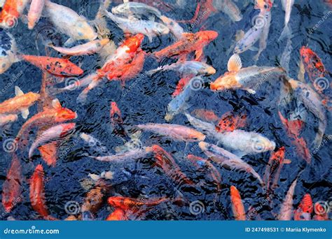 Koi Carp. Breeding Ornamental Fish in the Pond Stock Image - Image of animal, aquatic: 247498531