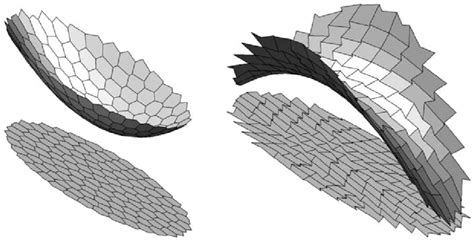 Dual polyhedral surfaces and their projections. | Download Scientific Diagram