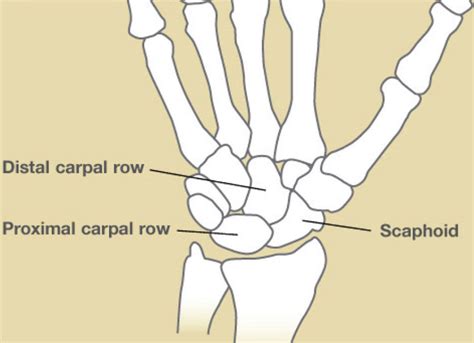 Fun Fact: Anatomical Snuff Box – Outlander Anatomy