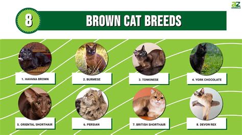 Cat Breeds With Pictures And Names