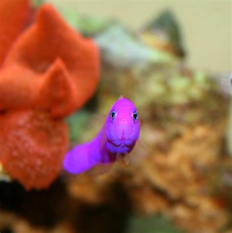 Basslet & Dottyback : Purple Pseudochochromis