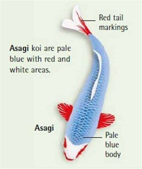 koi fish color chart 12 Koi Fish color meaning in English 2021 in 2021 | Koi fish colors, Black ...