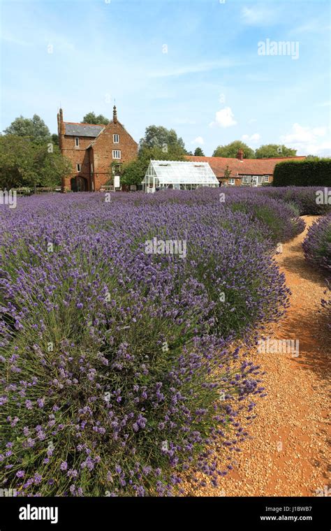 Norfolk lavender, heacham hi-res stock photography and images - Alamy