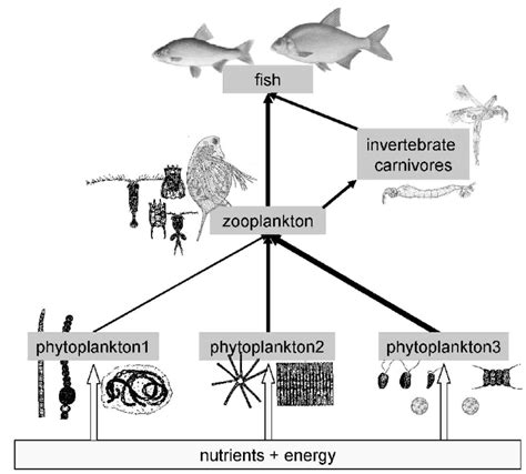 1: The classical food web in the pelagic zone of lakes and reservoirs.... | Download Scientific ...