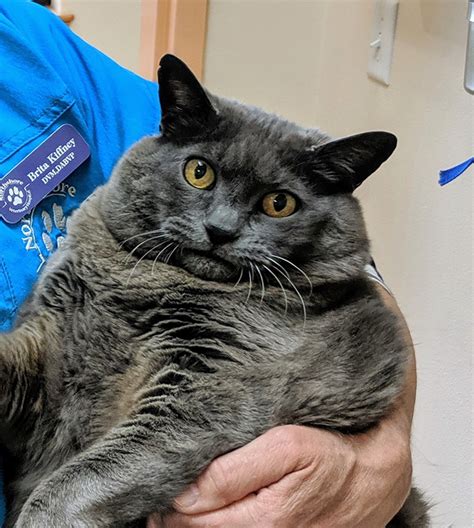 Chonky Cat Goes Viral For Being Annoyed By Underwater Workout | Bored Panda