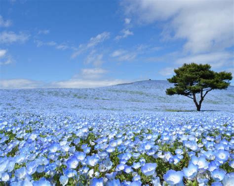 12 Incredible and Interesting Things to do in Ibaraki, Japan