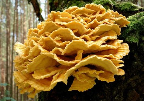 Chasing the Chicken of the Woods (Facts, Identification, and Recipes) - Mushroom Appreciation