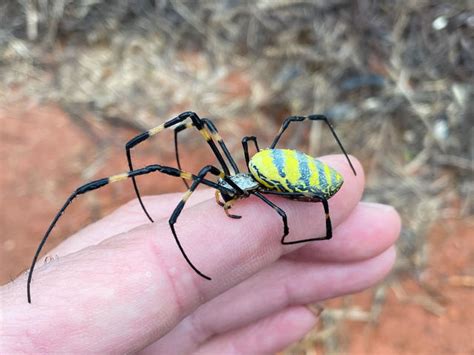 Giant flying venomous spiders expected in NY & NJ, elsewhere this summer