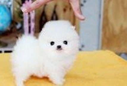 Teacup Pomeranian for Adoption | Teacup Pomeranian