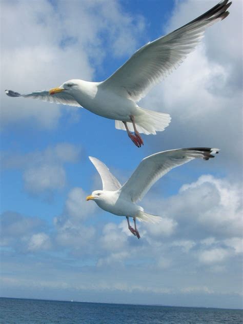 Goélands bretons Pretty Birds, Beautiful Birds, Animals Beautiful, Beautiful Images, Beach Art ...