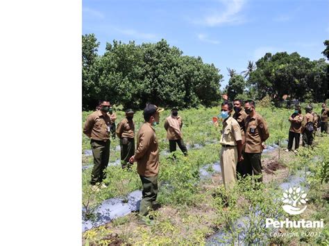 Perhutani Perhutani Ajak Masyarakat Hijaukan Pesisir Pantai Selatan