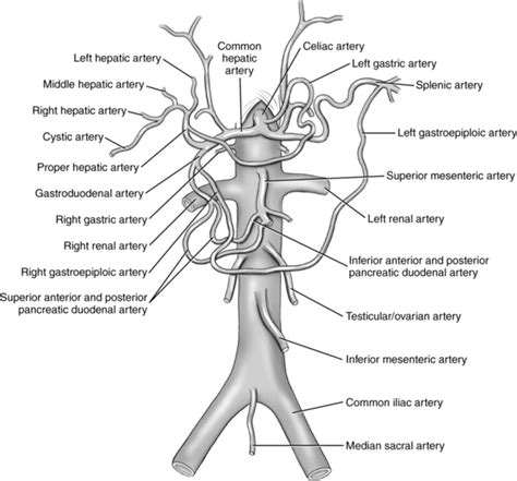 Vasculature Anatomy