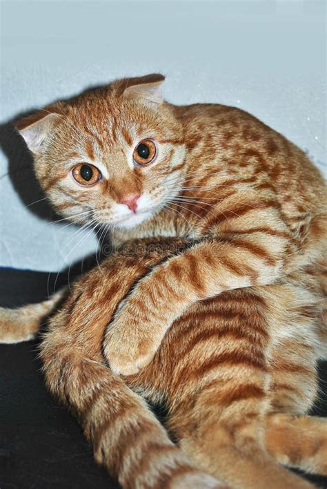 Funny Ginger Cat in Yoga Pose Stock Image - Image of portrait, ginger: 129688309